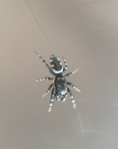 Salticus zebraneus